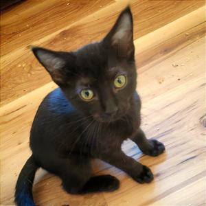Berlin, young, available for adoption