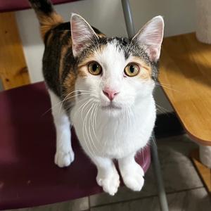 Bejeweled, available for adoption