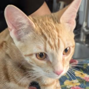 Abbott, young, available for adoption