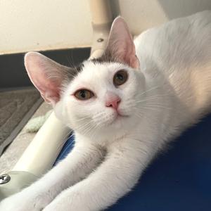 Catrick Swayze, young, available for adoption