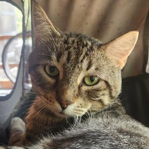 Catalpa, young, available for adoption