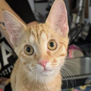 Costello, young, available for adoption
