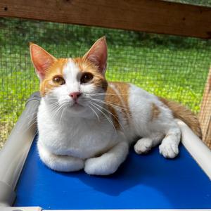 Ella, young, available for adoption