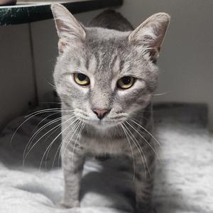 A gray tabby cat with yellow eyes and long whiskers is standing on a soft surface, looking directly at the camera.