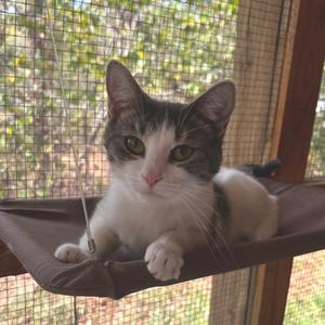 A black and white cat with green eyes is lying on a brown hammock, looking directly at the camera. The background shows a mesh enclosure with trees visible outside.