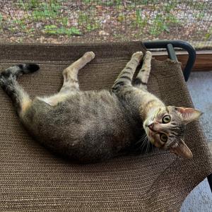 A tabby cat is lying on its back on a brown outdoor pet bed.
