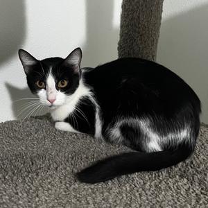 February, young, available for adoption
