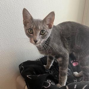Broccoli, available for adoption