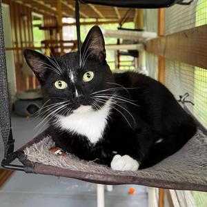 Eogan, young, available for adoption