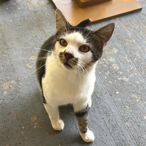 A black and white cat with a white face and chest, standing on a gray concrete floor, looking up with its ears perked up.