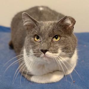 A gray and white cat with yellow eyes lying on a blue surface.