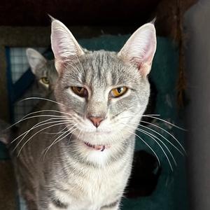 Anahita, young, available for adoption
