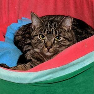 Azure, adult, available for adoption