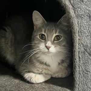 Drew Hairymore, young, available for adoption