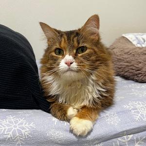 A fluffy calico cat with green eyes sits on a bed with its paws crossed.
