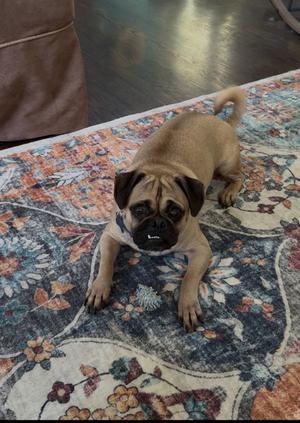 Little Bit, Terrier, adult, available for adoption