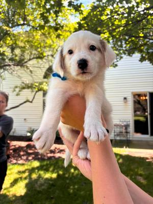 Dolly, Australian Shepherd, puppy, available for adoption