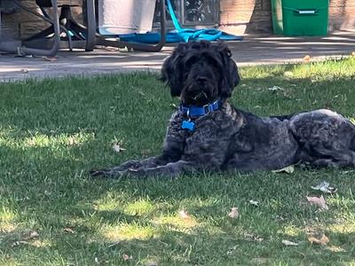 Bruno, Poodle (Standard) / Labrador Retriever, adult, available for adoption