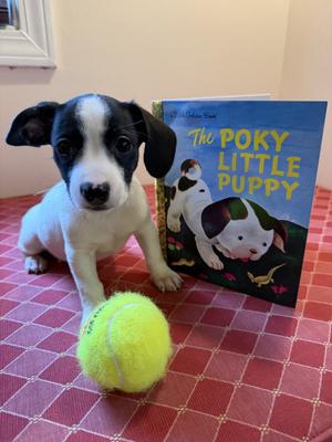 Drake, Terrier, puppy, available for adoption