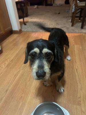 Ace, Terrier, adult, available for adoption