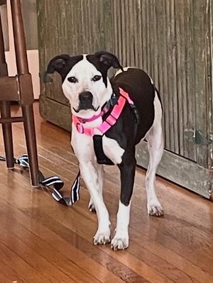 Jam, Pit Bull Terrier, adult, available for adoption