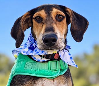 Junie, Hound, young, available for adoption