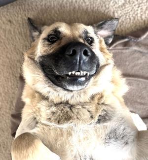 Chloe, Great Pyrenees / Anatolian Shepherd, adult, available for adoption