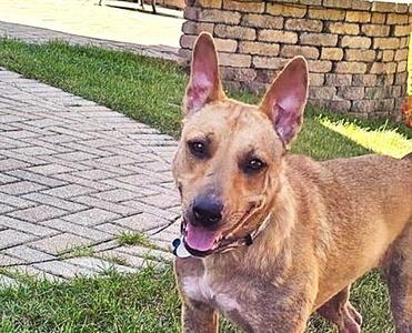Ginny, Shepherd / Labrador Retriever, adult, available for adoption