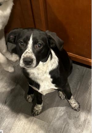 Dean, Pointer / Hound, young, available for adoption