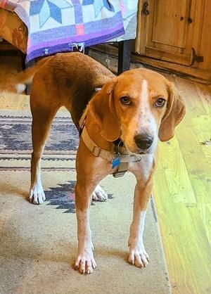 Clifford, Hound, adult, available for adoption