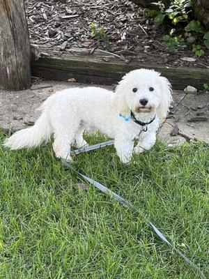 Kip, Maltese, young, available for adoption