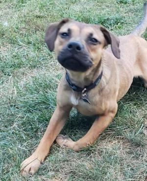 Carmelo, Shepherd, young, available for adoption