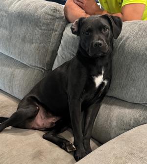 Linus, Labrador Retriever, adult, available for adoption