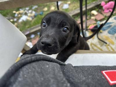 Kanga, Terrier, puppy, available for adoption