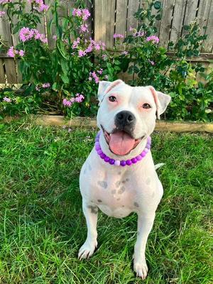 Happy, Pit Bull Terrier, adult, available for adoption