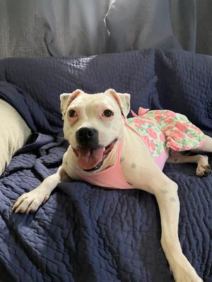 Happy, Pit Bull Terrier, adult, available for adoption