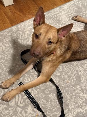 Hazel, Labrador Retriever / Terrier, adult, available for adoption
