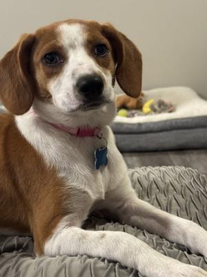 Harriet, Beagle / Hound, puppy, available for adoption