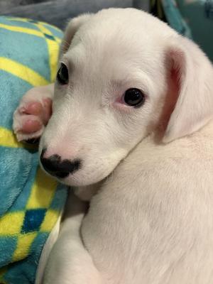Cobb Salad, Terrier, puppy, available for adoption