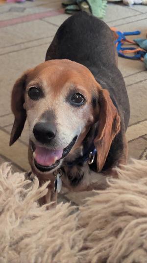 A close-up of a beagle dog with floppy ears and a happy expression, lying on a fluffy rug.