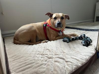 Chevy Lynn, Labrador Retriever, adult, available for adoption