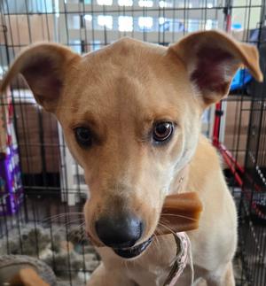 Maggie, Labrador Retriever, young, available for adoption