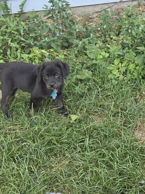 Lucille, Terrier, puppy, available for adoption