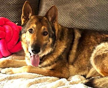 Barrett, German Shepherd Dog, adult, available for adoption