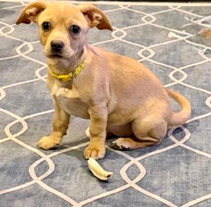 Joon, Beagle, young, available for adoption