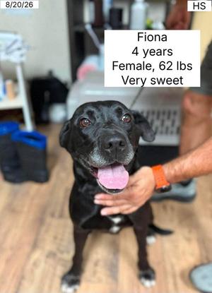 Fiona, Black Labrador Retriever, adult, available for adoption