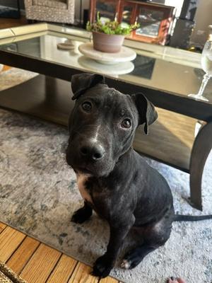 Brewer, Pit Bull Terrier / Terrier, young, available for adoption