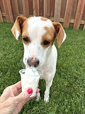 Buddy, Jack Russell Terrier, adult, available for adoption