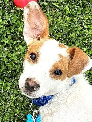 Buddy, Jack Russell Terrier, adult, available for adoption