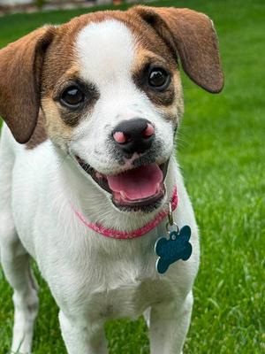 Dellie, Terrier / Beagle, young, available for adoption